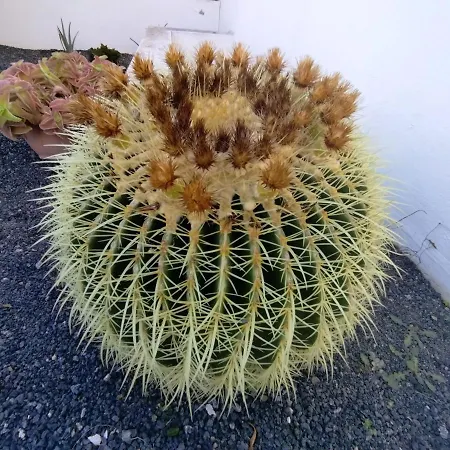 Mandala * Tias