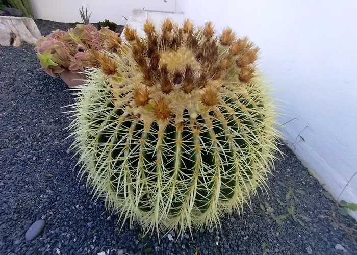 Mandala * Tías